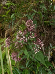 Eupatorium chinense tozanense