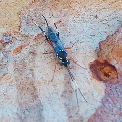 Xanthocryptus