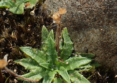 Plantago paradoxa