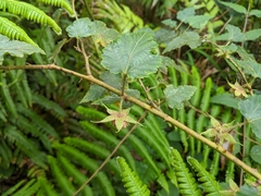 Rubus taitoensis