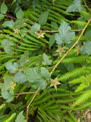 Rubus taitoensis