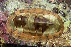Rhyssoplax calliozona