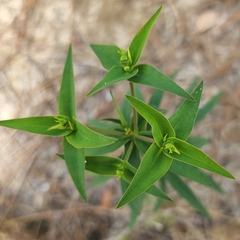 Euphorbia floridana