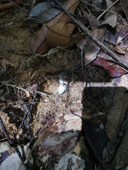 Orientopsaltria