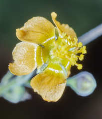 Wissadula hernandioides