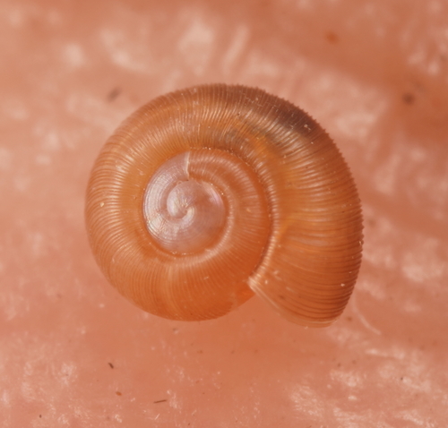 Gadoropa gadensis observed 2022-04-24