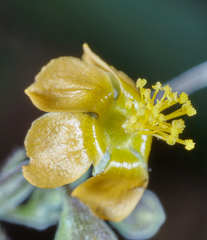 Wissadula hernandioides