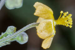 Wissadula hernandioides