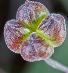 Wissadula hernandioides