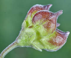 Wissadula hernandioides