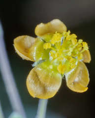 Wissadula hernandioides