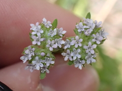 Valerianella coronata