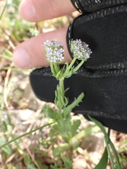 Valerianella coronata