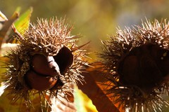 Castanea crenata