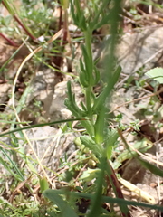 Valerianella coronata