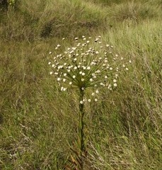 Paepalanthus chiquitensis