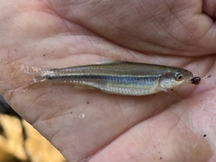Notropis baileyi