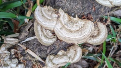 Coriolopsis strumosa