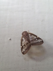 Scolypopa australis