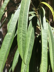 Magnoliopsida