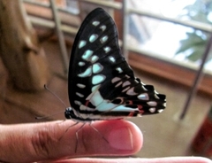 Graphium doson