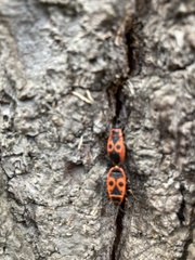 Pyrrhocoris apterus