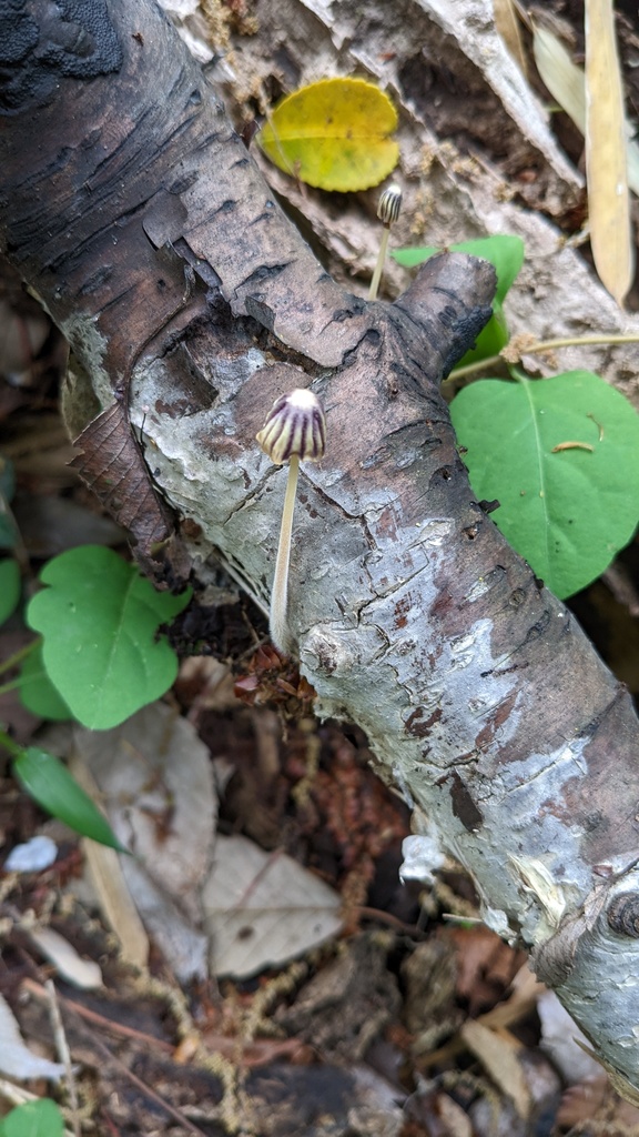Marasmius purpureostriatus · April 2022 · photo: © atsushi_nakajima_cirque (iNaturalist, cc-by)