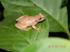 Exerodonta smaragdina