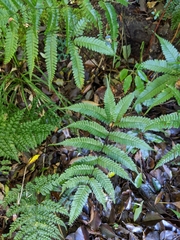 Pteris bella