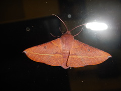 Oenochroma vinaria