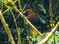 Pterorhinus poecilorhynchus