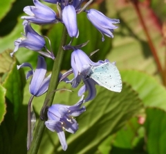 Celastrina argiolus