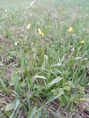 Tulipa sylvestris biebersteiniana