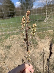 Hippophae rhamnoides