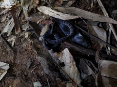 Asthenodipsas laevis