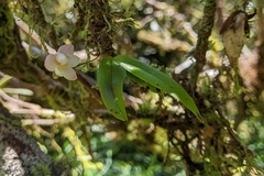 Thrixspermum eximium