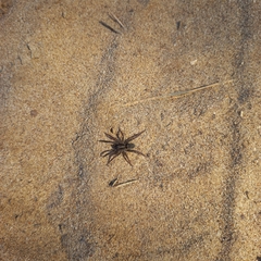 Trochosa