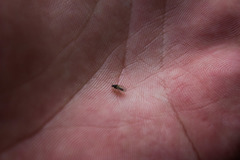 Austrosimulium