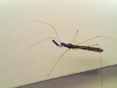 Empicoris rubromaculatus