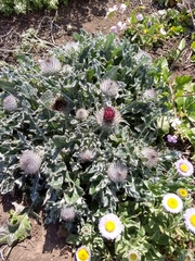Cirsium occidentale compactum
