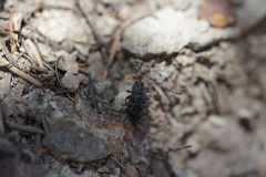 Chrysobothrini