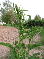 Rumex