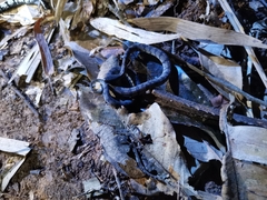 Asthenodipsas laevis