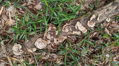 Coriolopsis strumosa