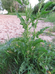 Rumex