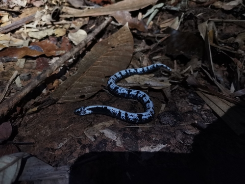 Photo of a Malayan Slug Snake (Asthenodipsas malaccanus)