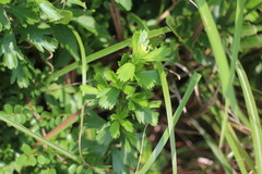 Artemisia japonica
