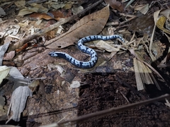 Asthenodipsas malaccanus