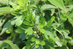 Artemisia japonica