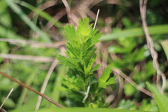 Artemisia japonica